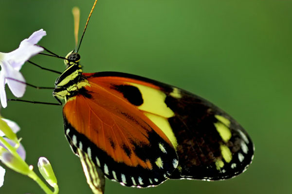 key west butterfly coupon code